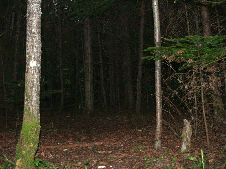 150-foret_dark