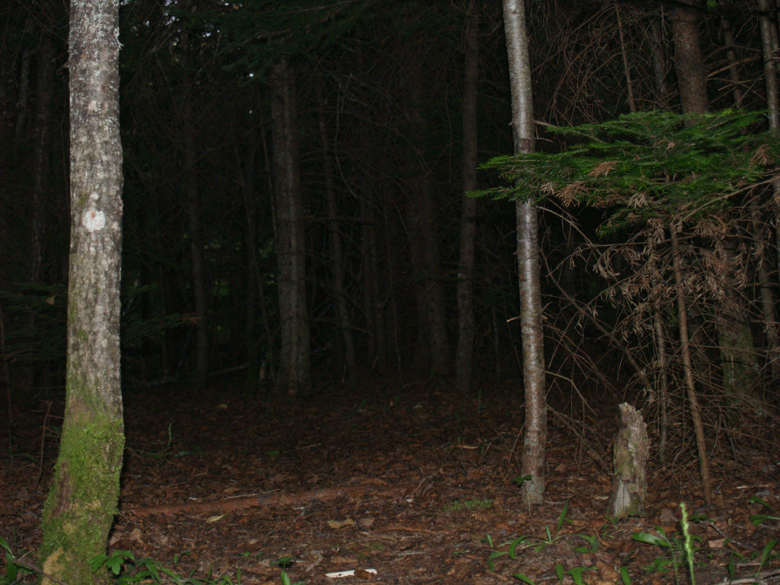 151-foret_dark