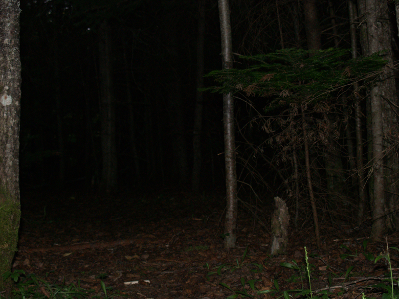 152-foret_dark