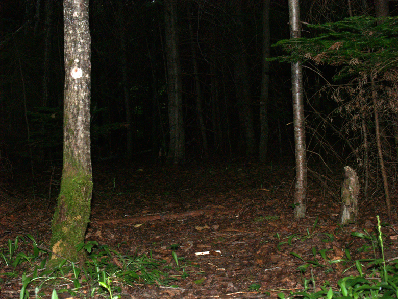 153-foret_dark