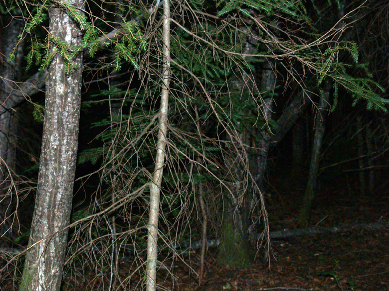 161-foret_nuit