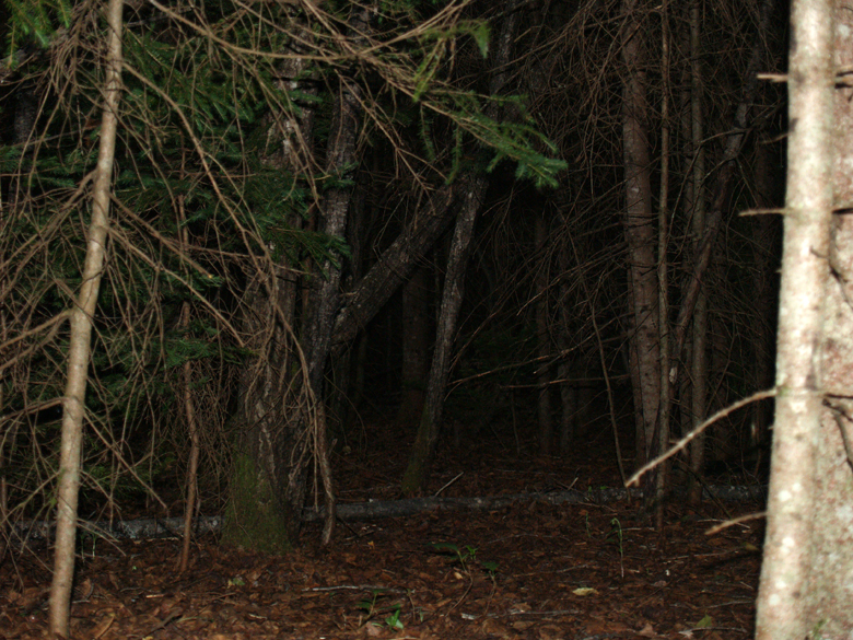 162-foret_nuit