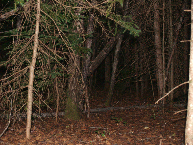 163-foret_nuit