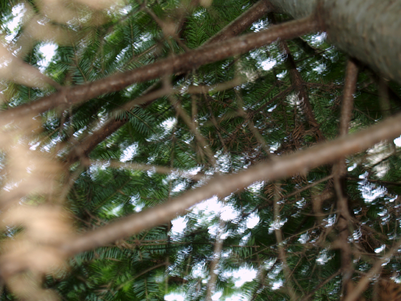 180-foret_vite