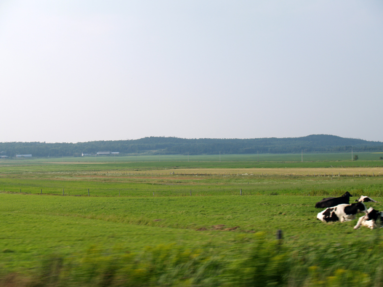 220-vaches