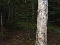 129-arbre_morve