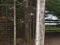 130-ecorce_dargent