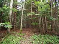 149-foret