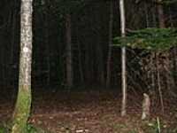 150-foret_dark