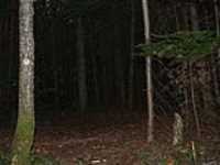 151-foret_dark