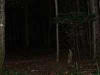 152-foret_dark