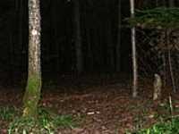 153-foret_dark