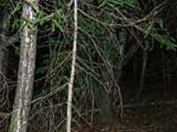 161-foret_nuit