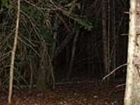 162-foret_nuit