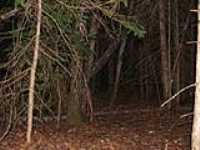 163-foret_nuit