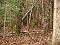 164-foret