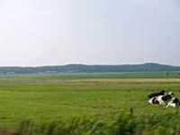 220-vaches