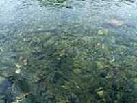 61-eau_de_roches