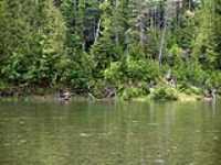 62-berge_boisee