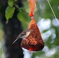 da_bird