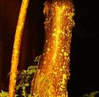 golden_tree
