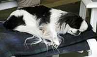sleeping_soya