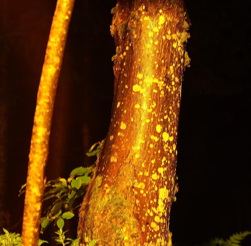 golden_tree