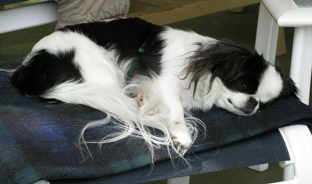 sleeping_soya