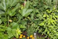 jardin_danie