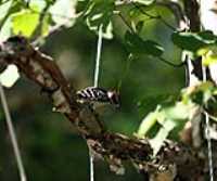oiseau_guet