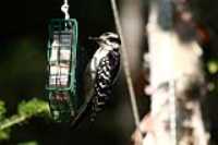 oiseau_mangeoire