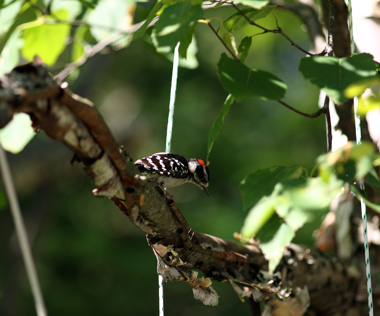oiseau_guet