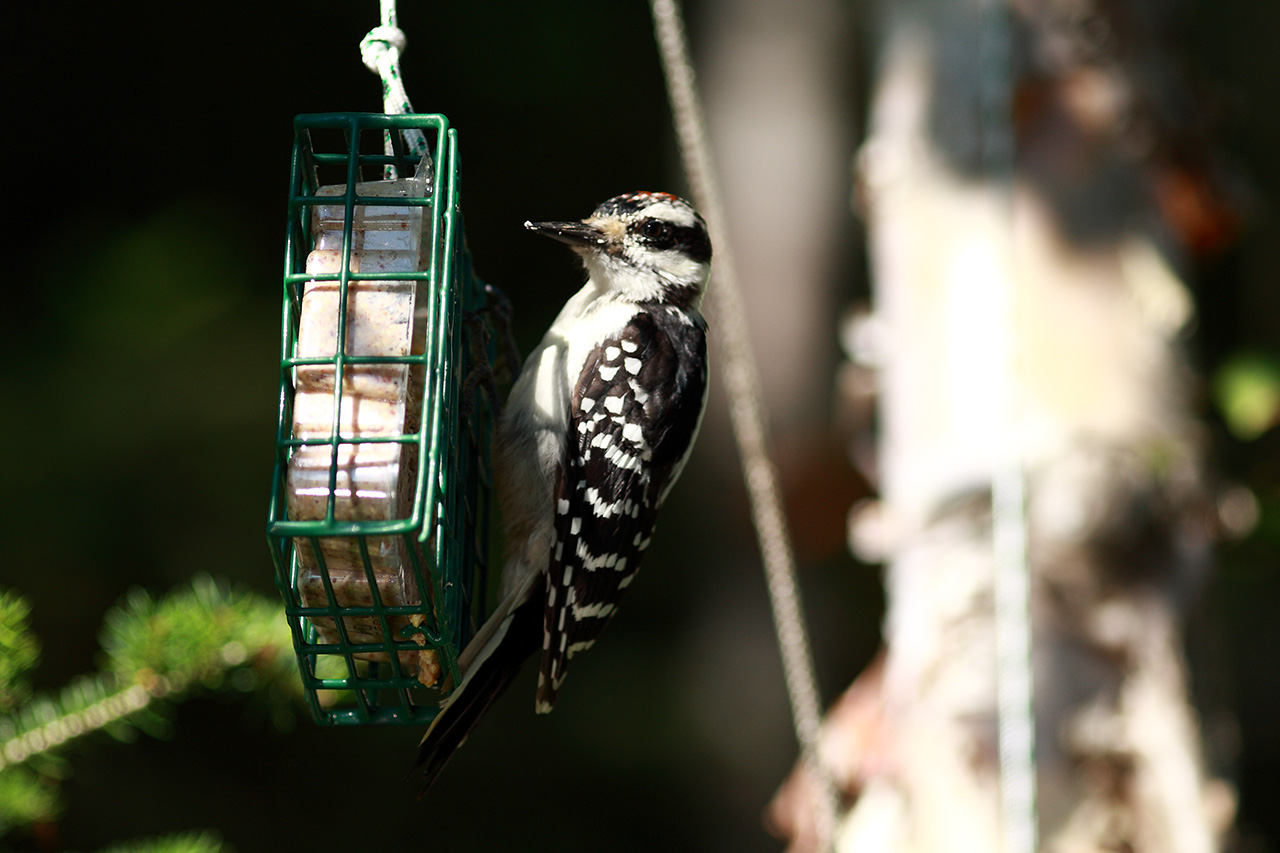 oiseau_mangeoire