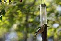 chalet_bateau_mangeoire_oiseau