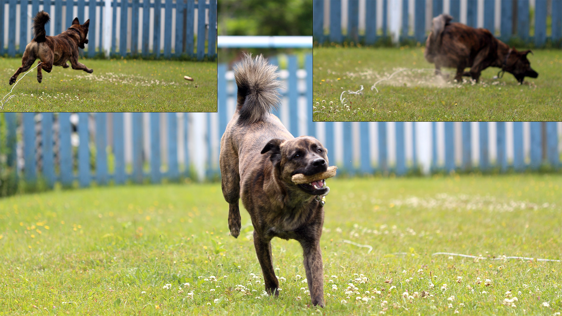 Beryl_Fetch