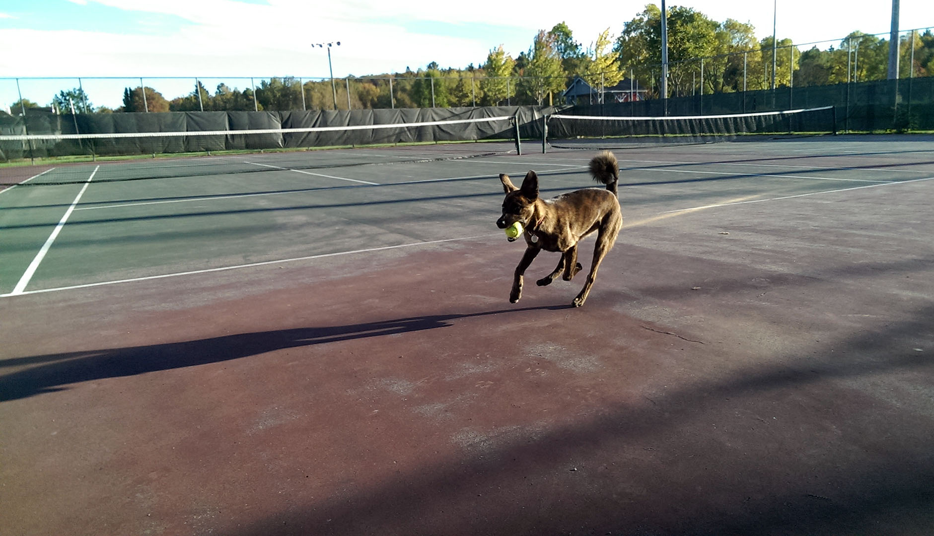 Beryl_Tennis_Ball