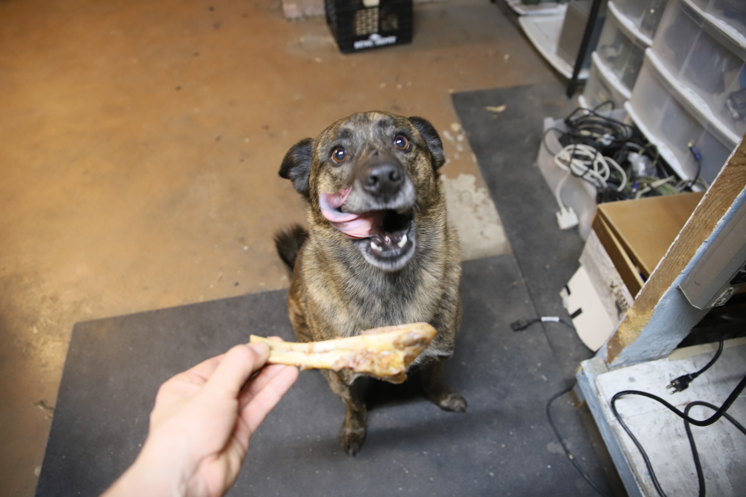 Beryl_food_licking