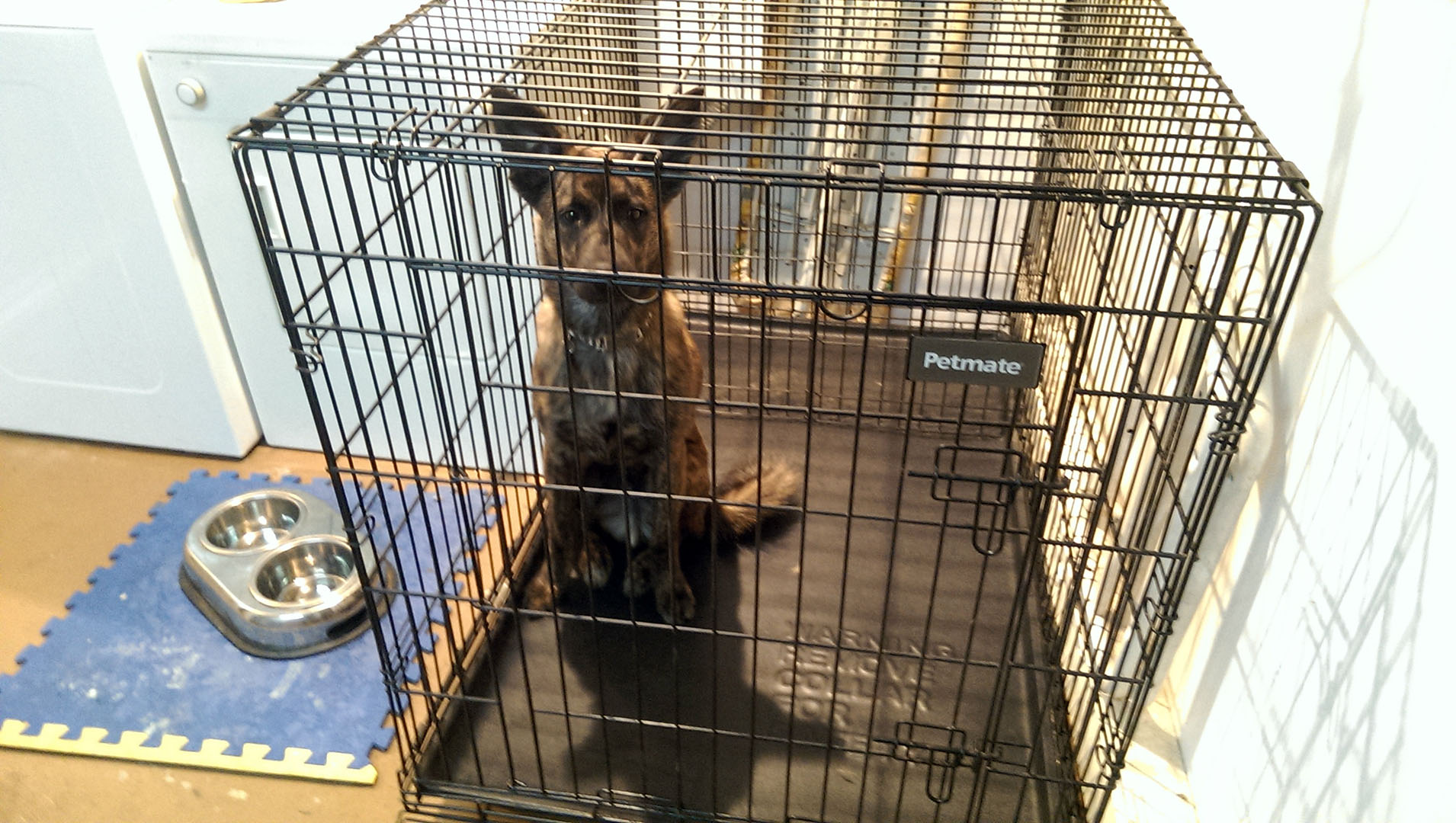 Beryl_in_the_cage
