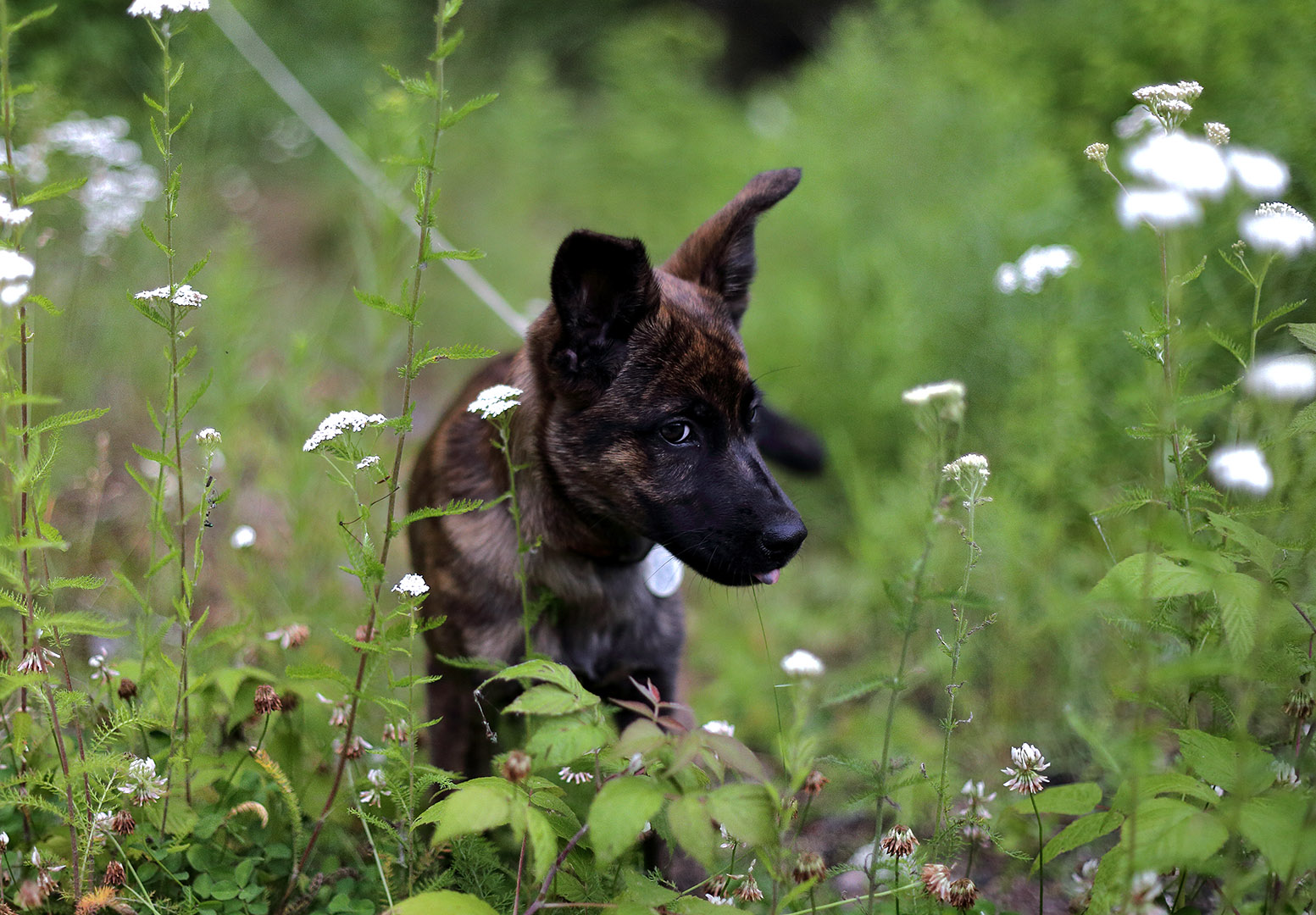 Beryl_portrait_trail_elz_on_earth