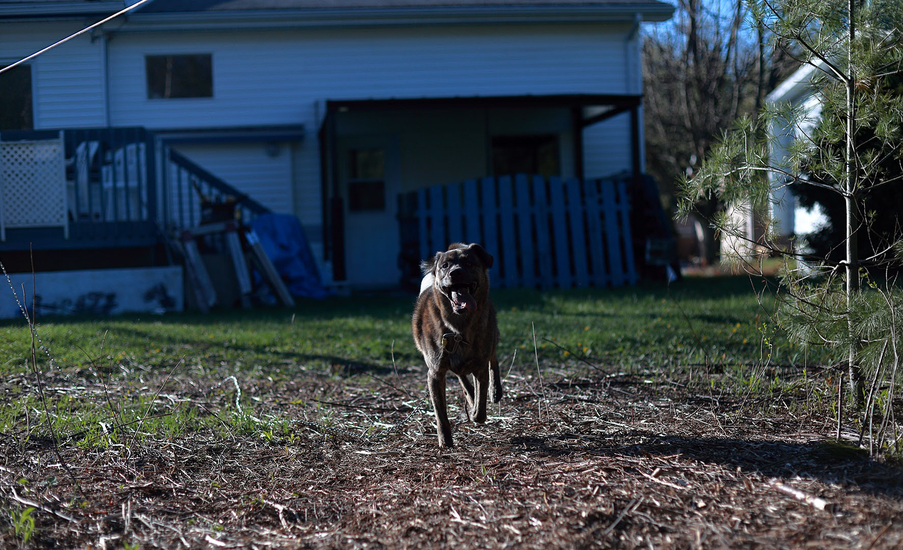 Beryl_run_backyard