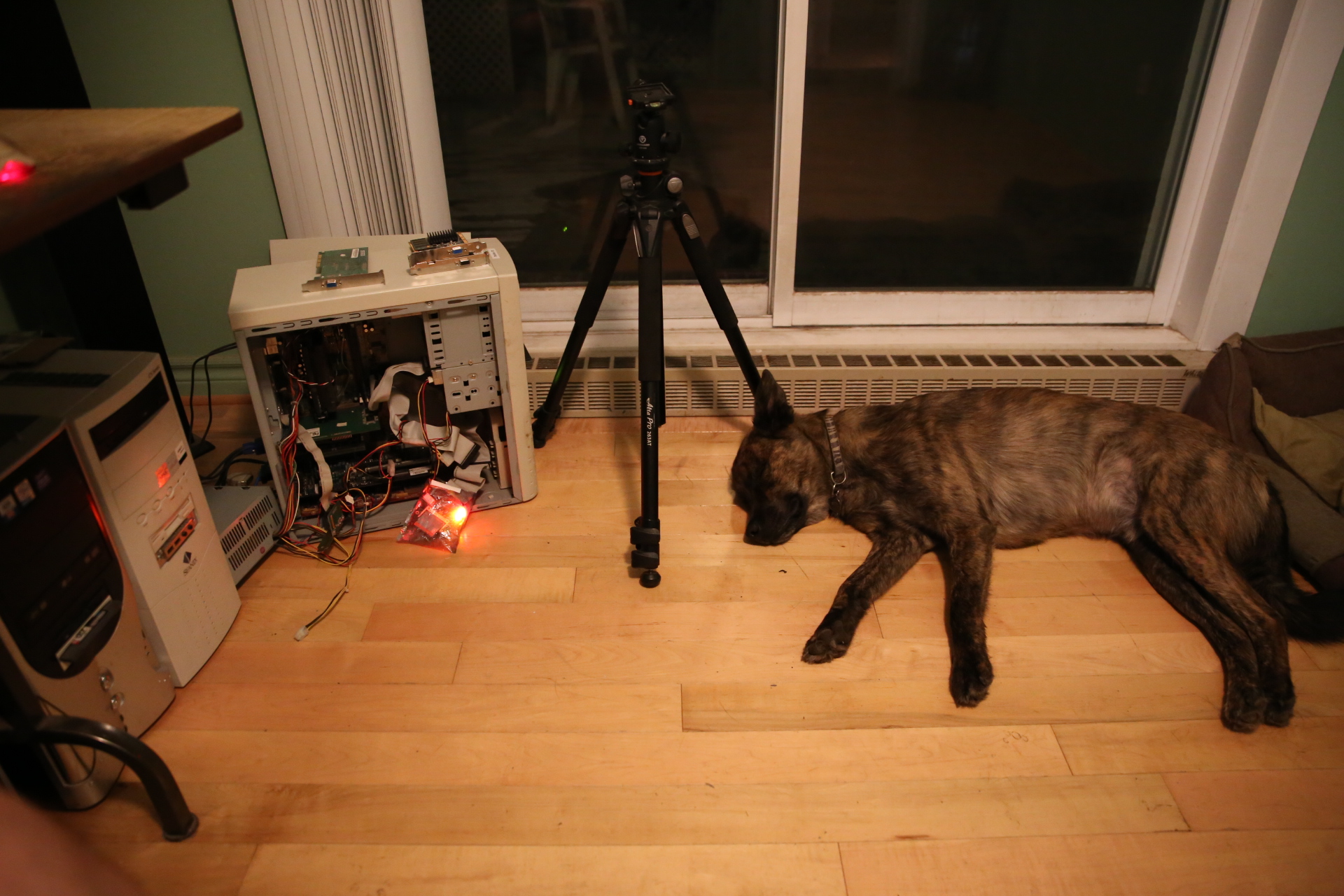 Beryl_sleeping_outside_bed