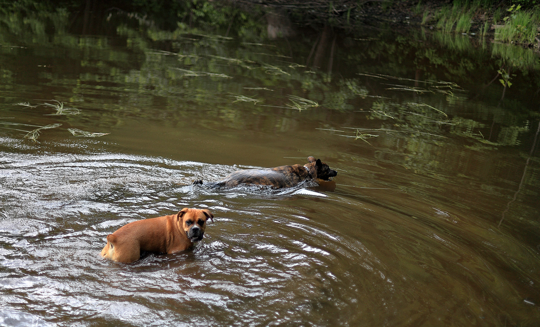 Beryl_swim_boxer