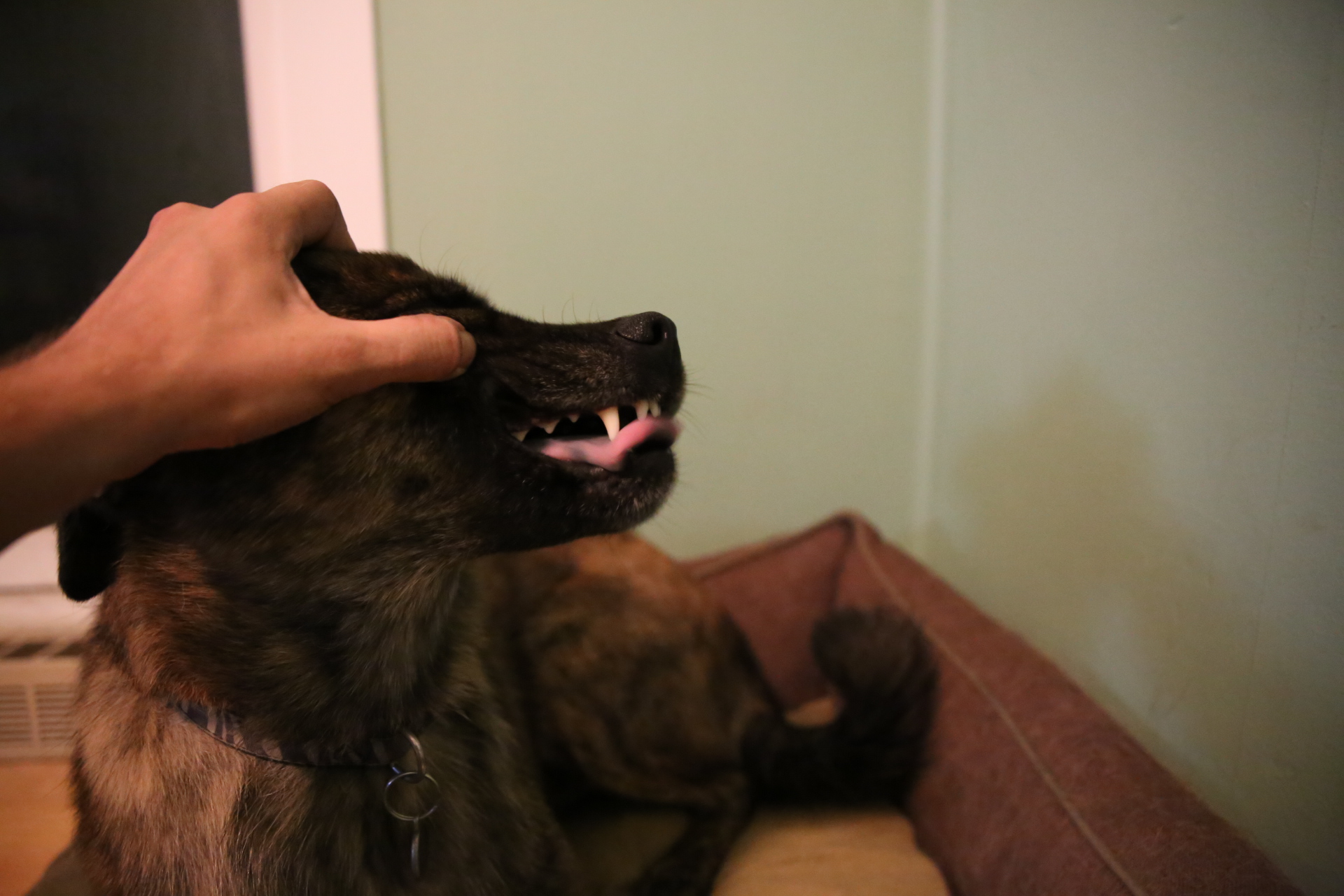 Beryl_teeth