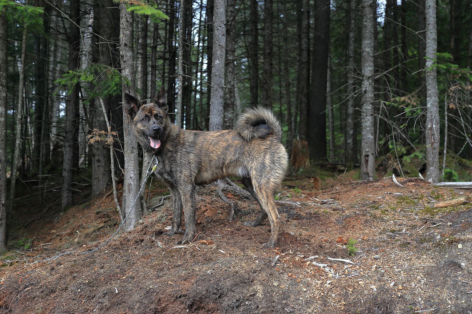 Beryl_the_wild_wolf
