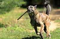 7fps_zonefocus_beryl_fetch