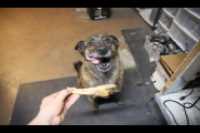 Beryl_food_licking