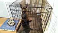 Beryl_in_the_cage