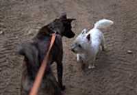 Beryl_meeting_white_dog