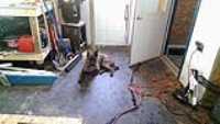 Beryl_mezzanine_tired