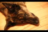 Beryl_plancher_bois_franc_1